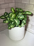 Syngonium Collection