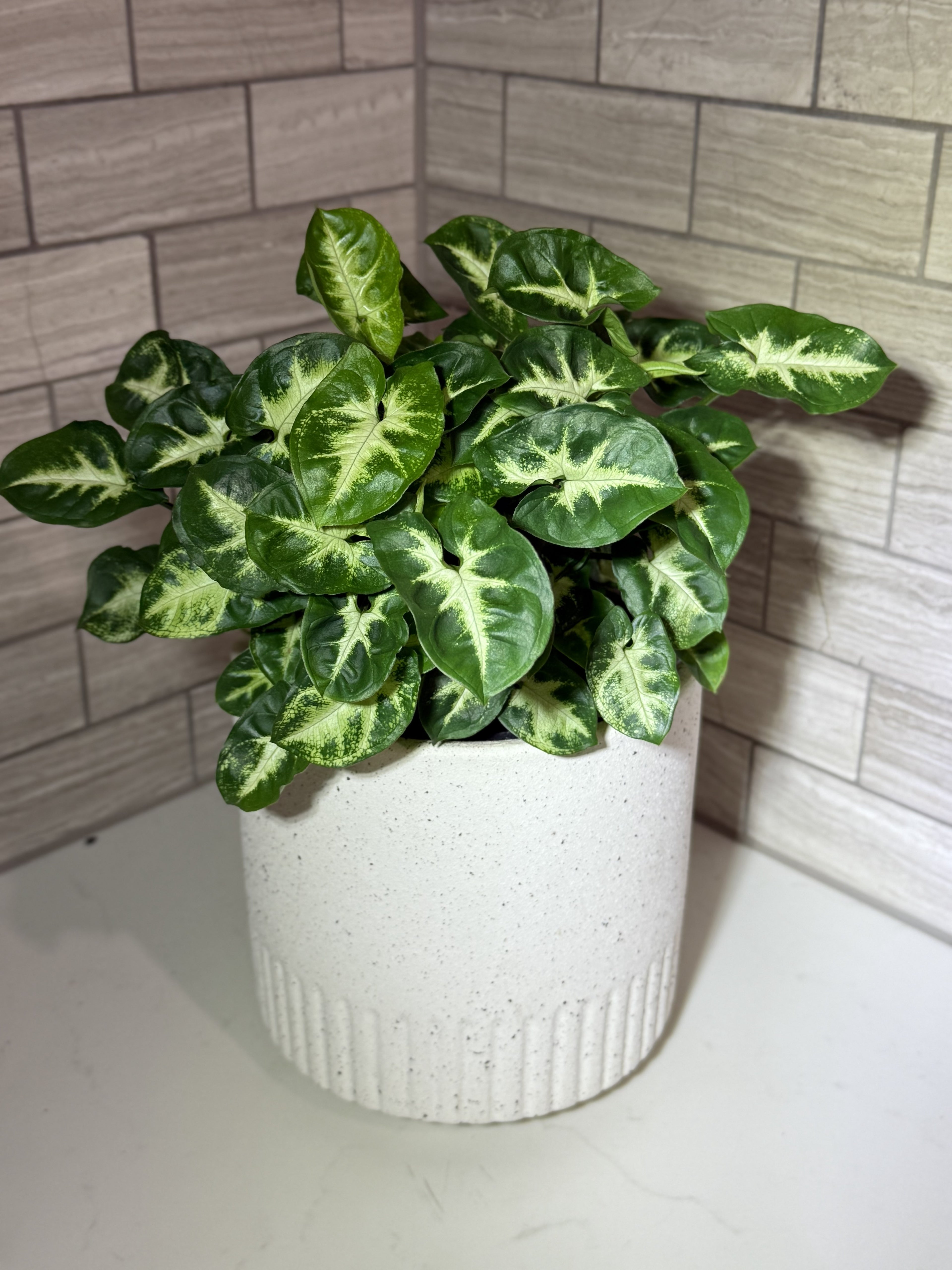 Syngonium Collection