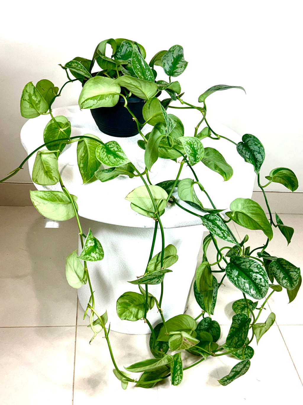 Satin Pothos (Scindapsus pictus)