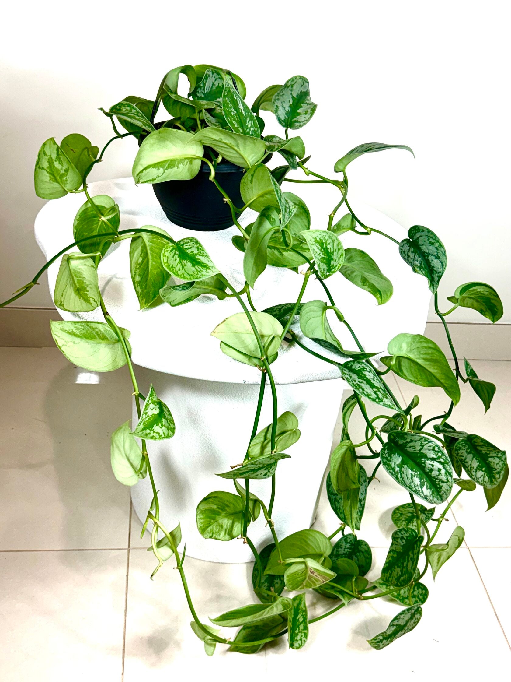 Satin Pothos (Scindapsus pictus)