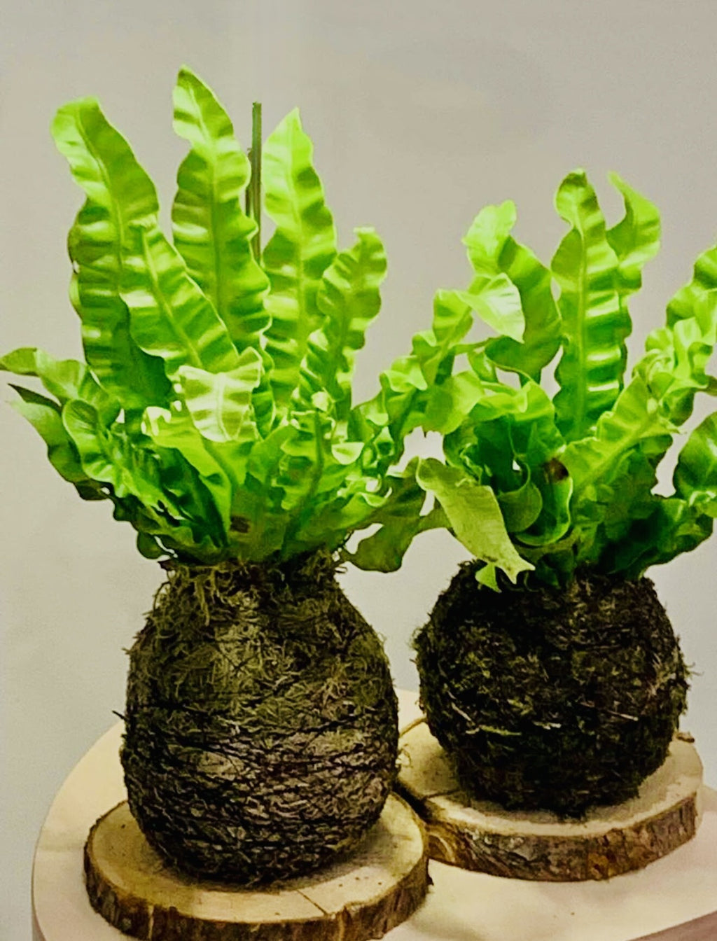 Birds Nest Fern Moss Kokedama
