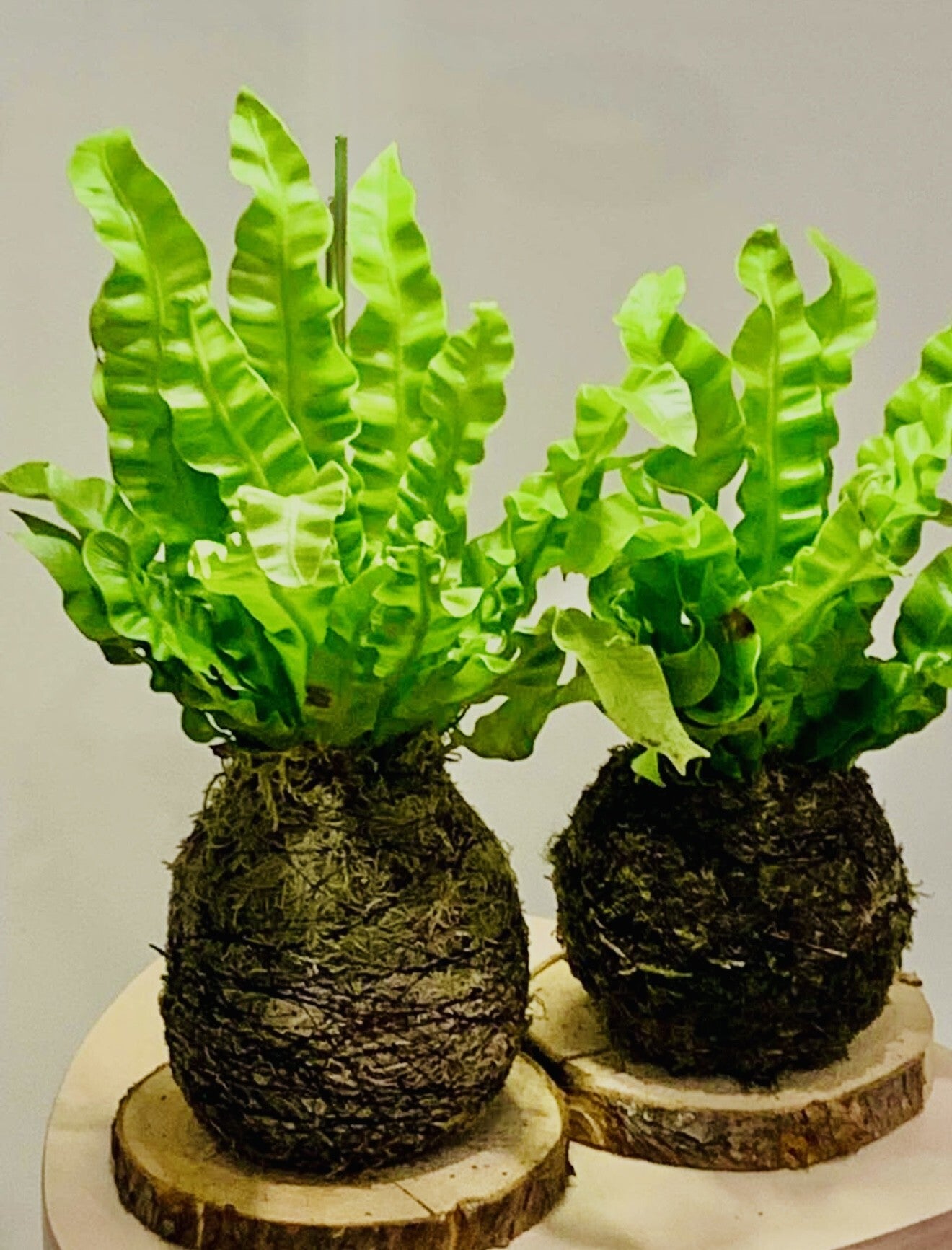 Birds Nest Fern Moss Kokedama