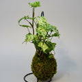Batik Syngonium Kokedama