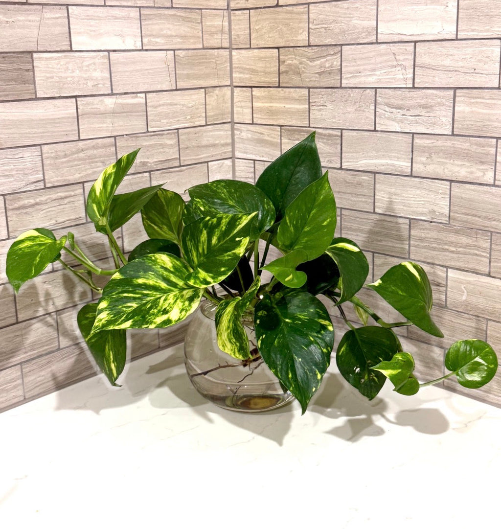 Golden Pothos Hydro Plant