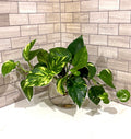 Golden Pothos Hydro Plant