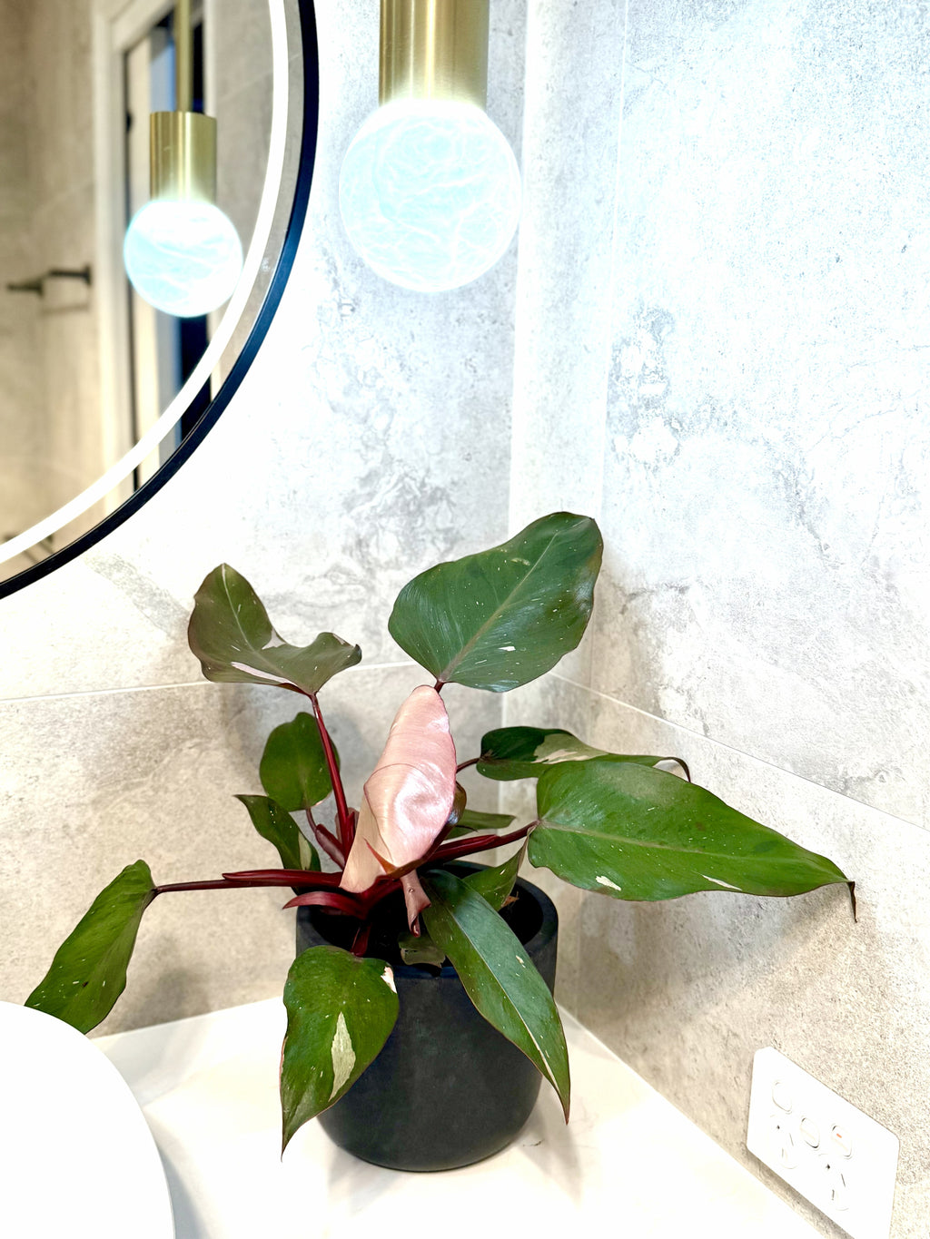 Philodendron Pink Princess (Philodendron erubescens ‘Pink Princess’)