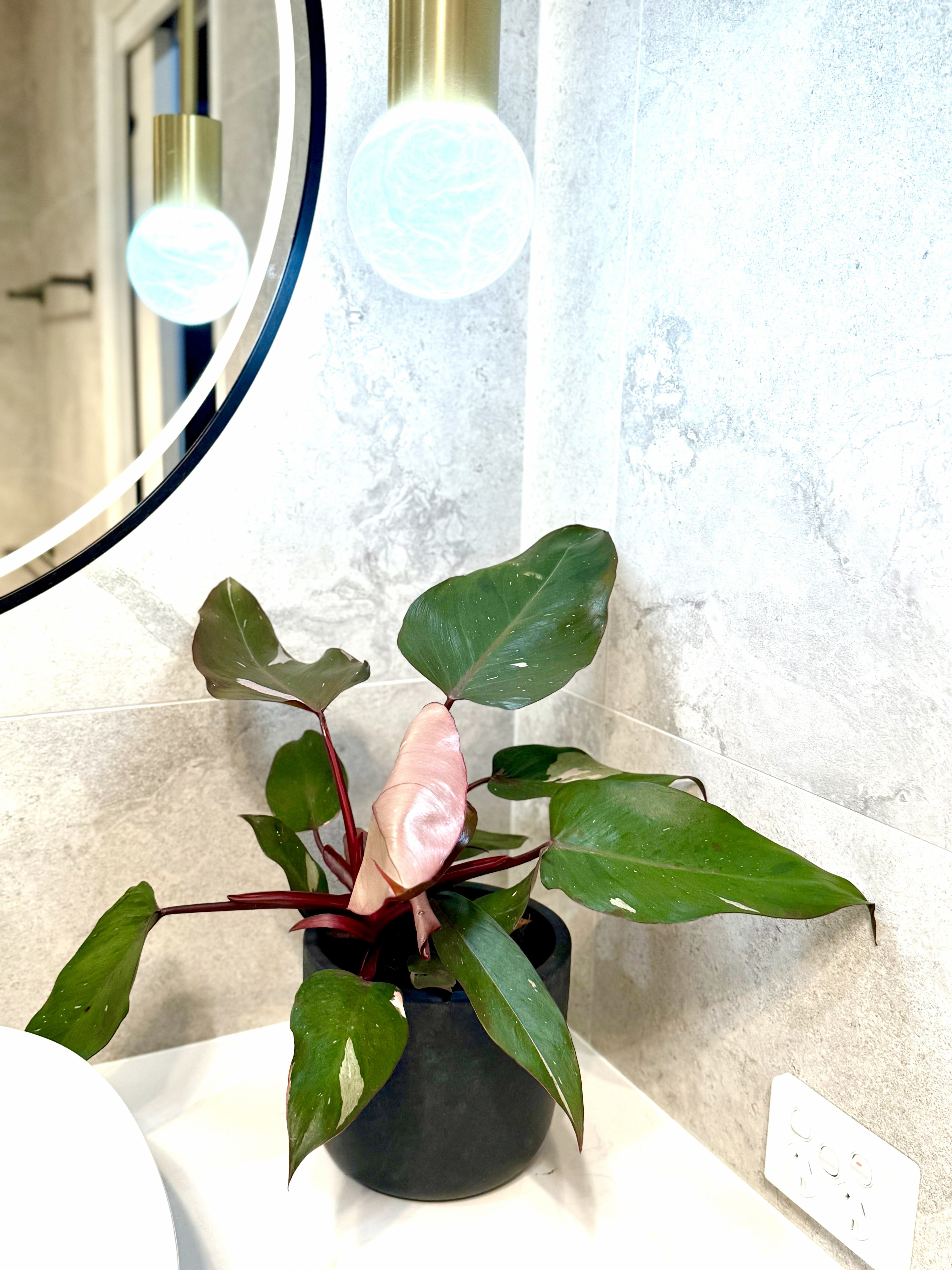Philodendron Pink Princess (Philodendron erubescens ‘Pink Princess’)