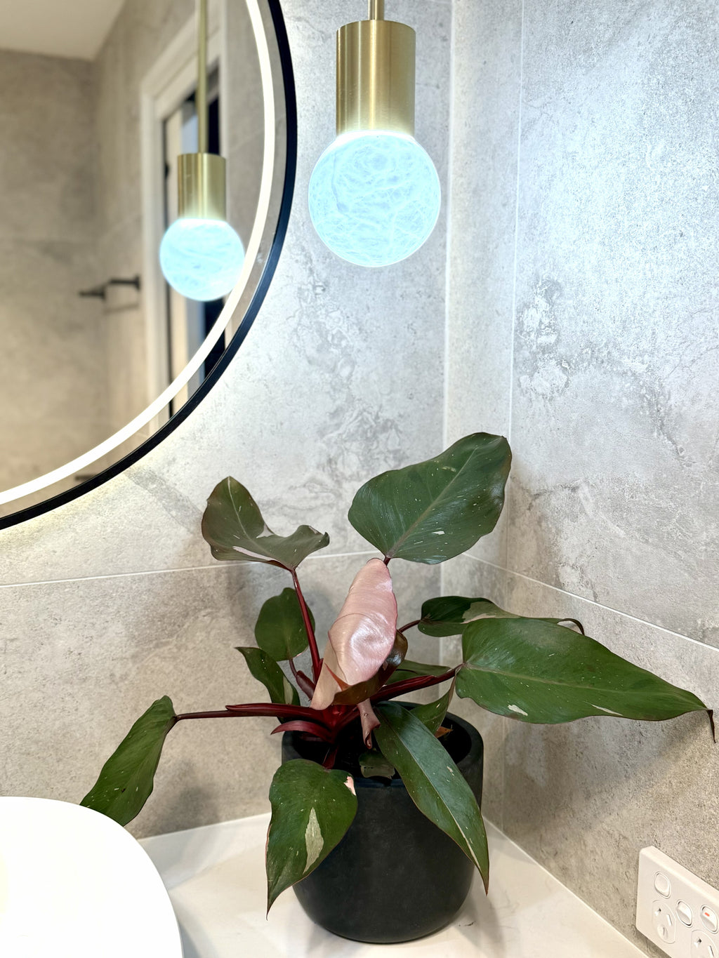 Philodendron Pink Princess (Philodendron erubescens ‘Pink Princess’)