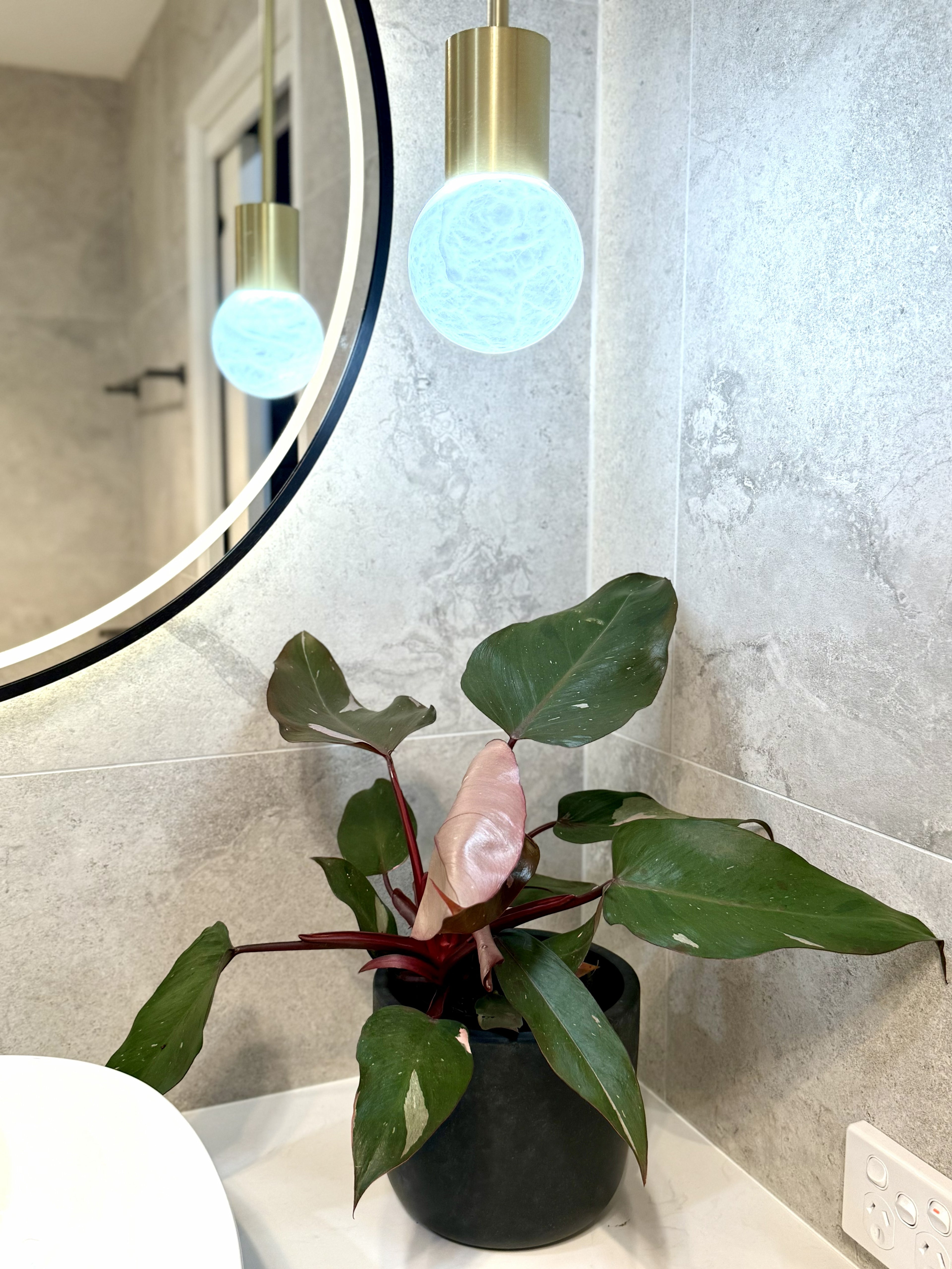 Philodendron Pink Princess (Philodendron erubescens ‘Pink Princess’)