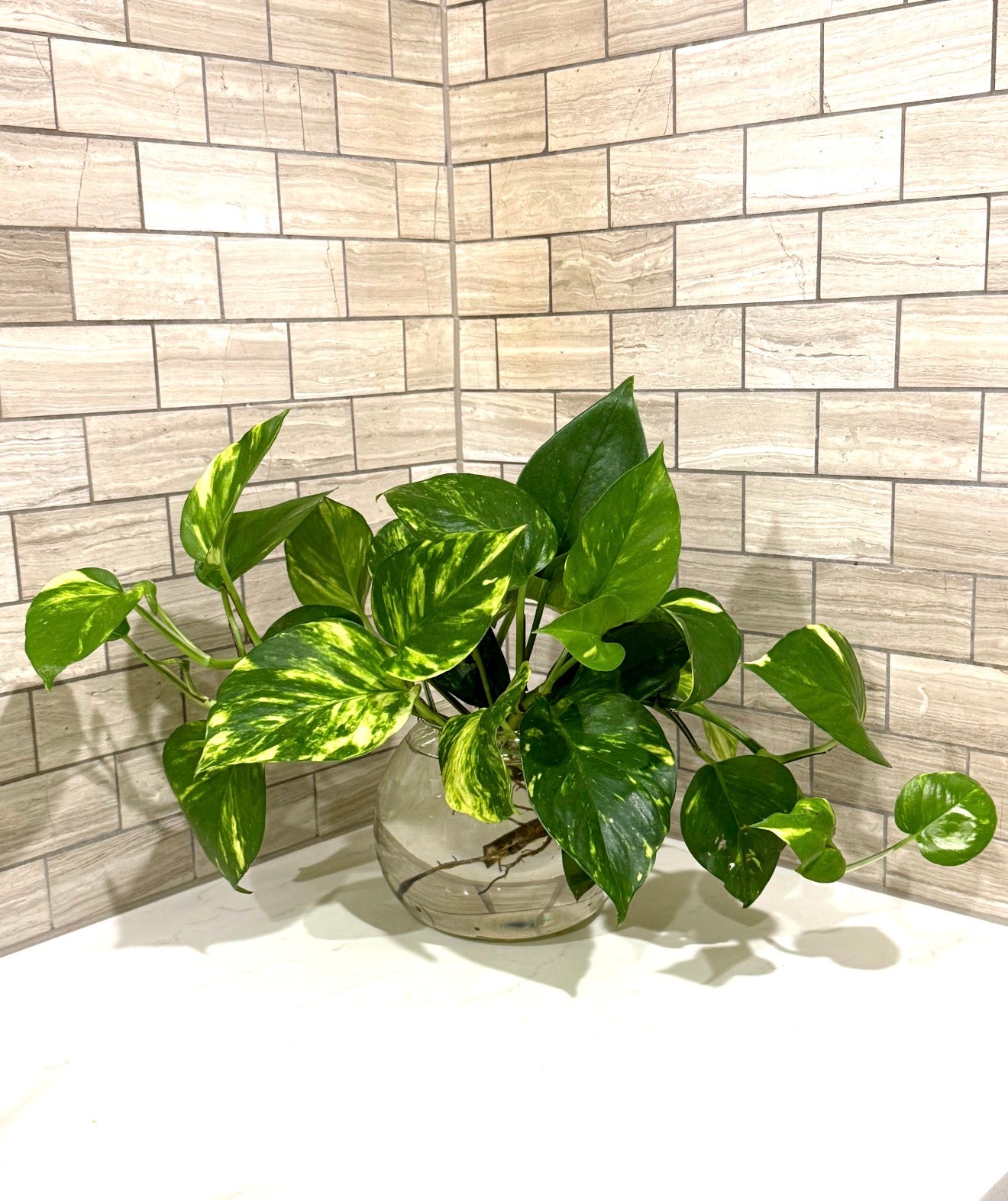 Golden Pothos Hydro Plant