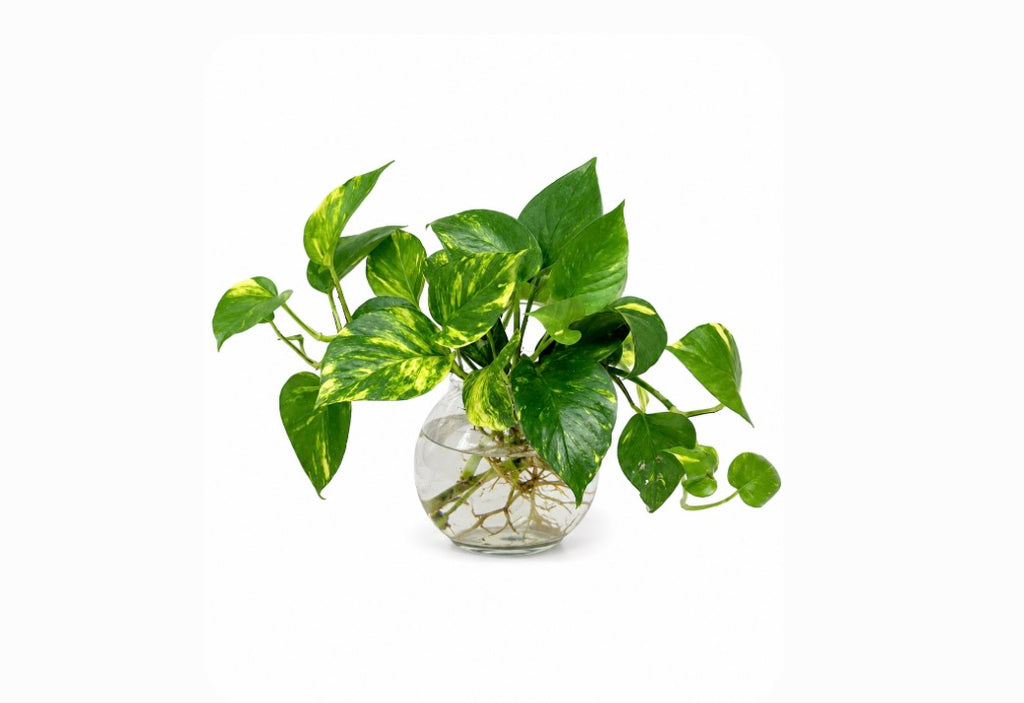 Golden Pothos Hydro Plant