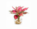 Hydro Plants Aglaonema small