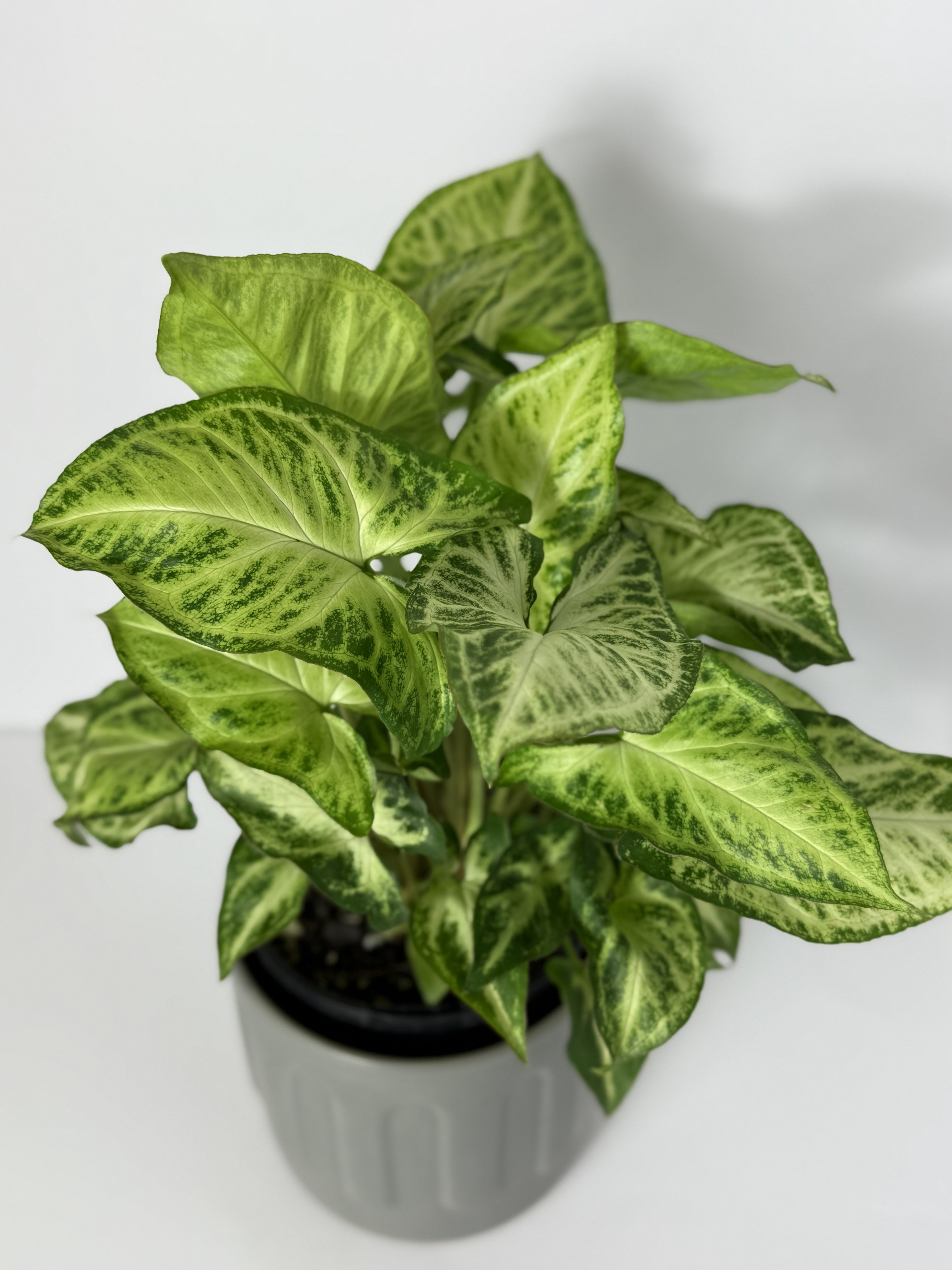 Syngonium Collection