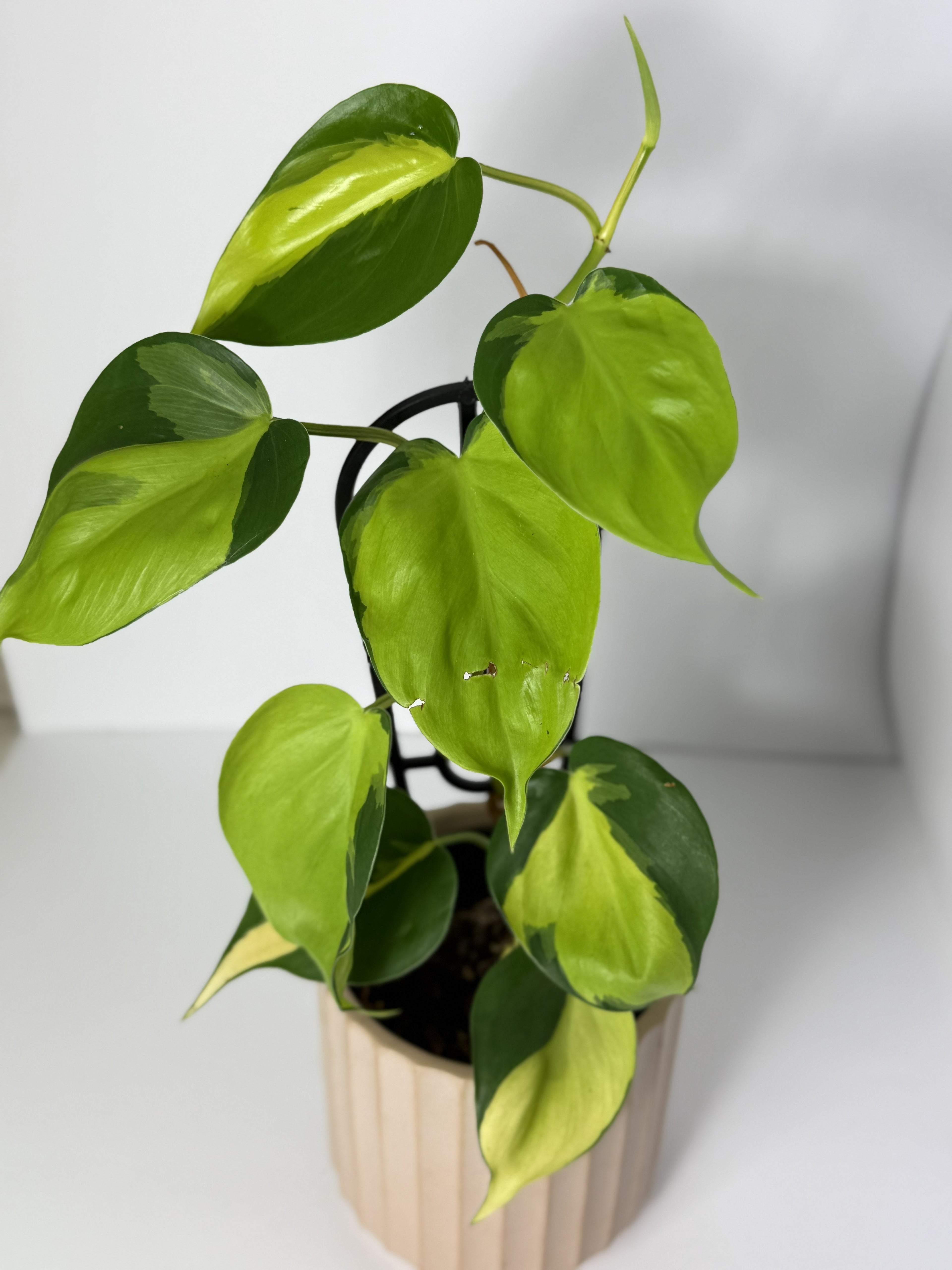 Philodendron Brasil