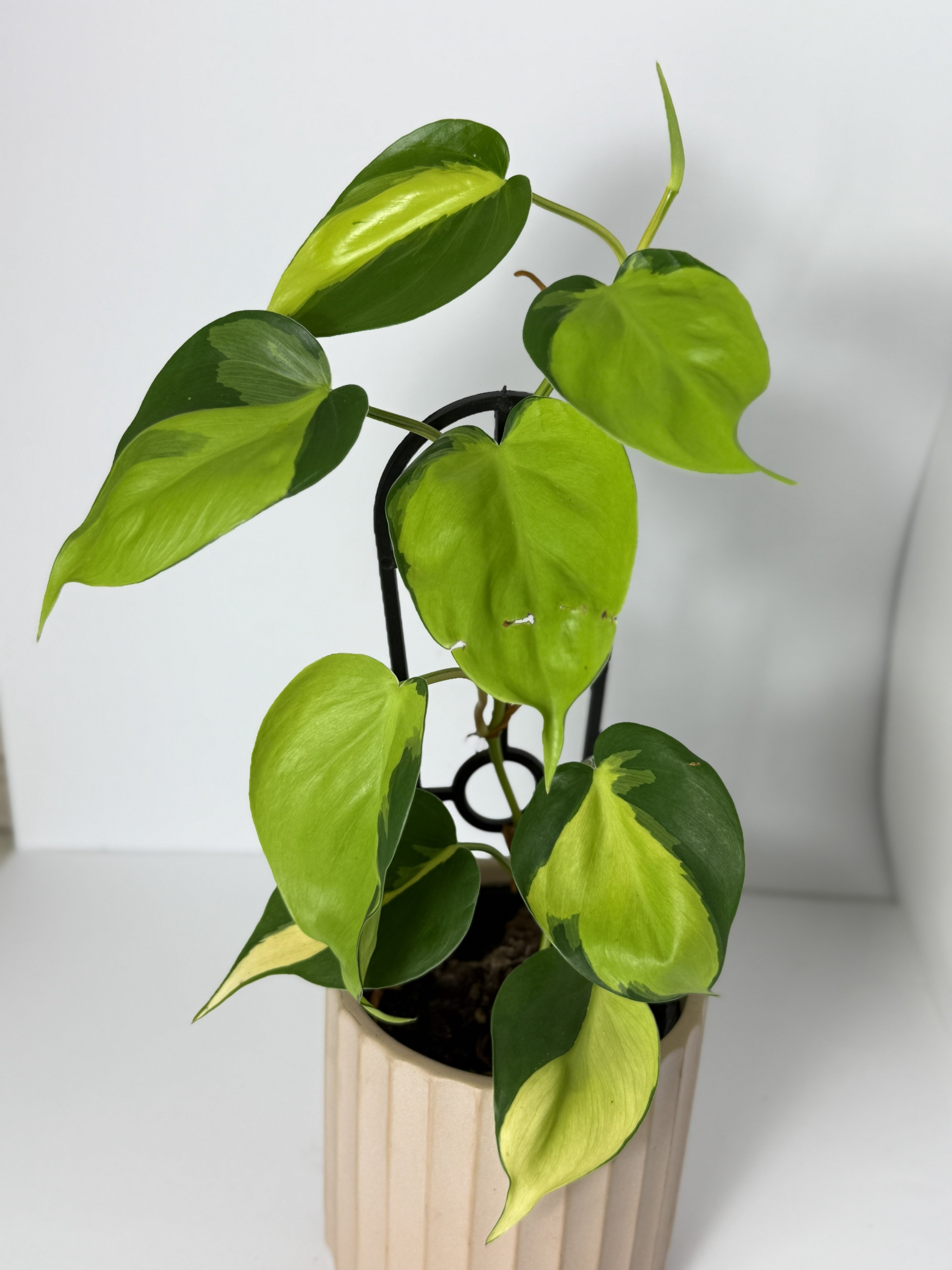 Philodendron Brasil
