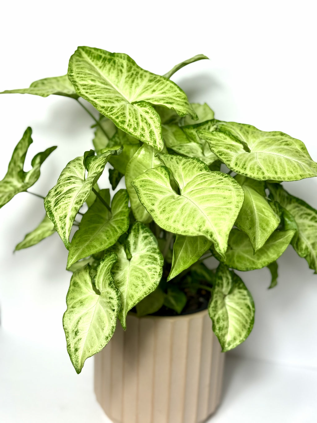 Syngonium Collection