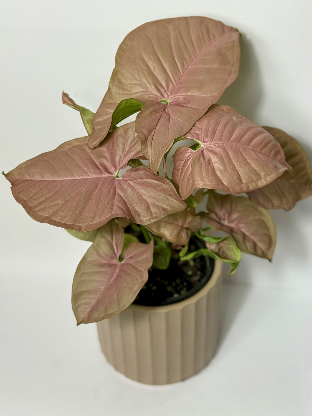 Syngonium 'Neon'