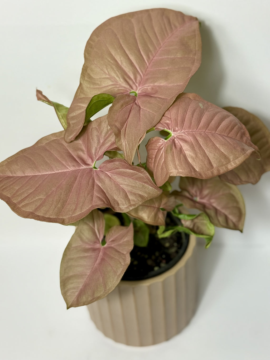 Syngonium 'Neon'