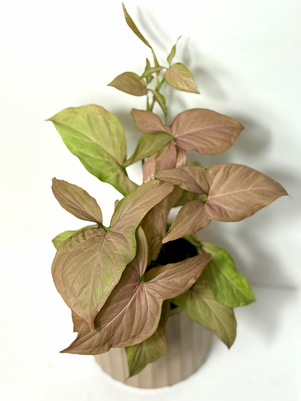 Syngonium 'Neon'
