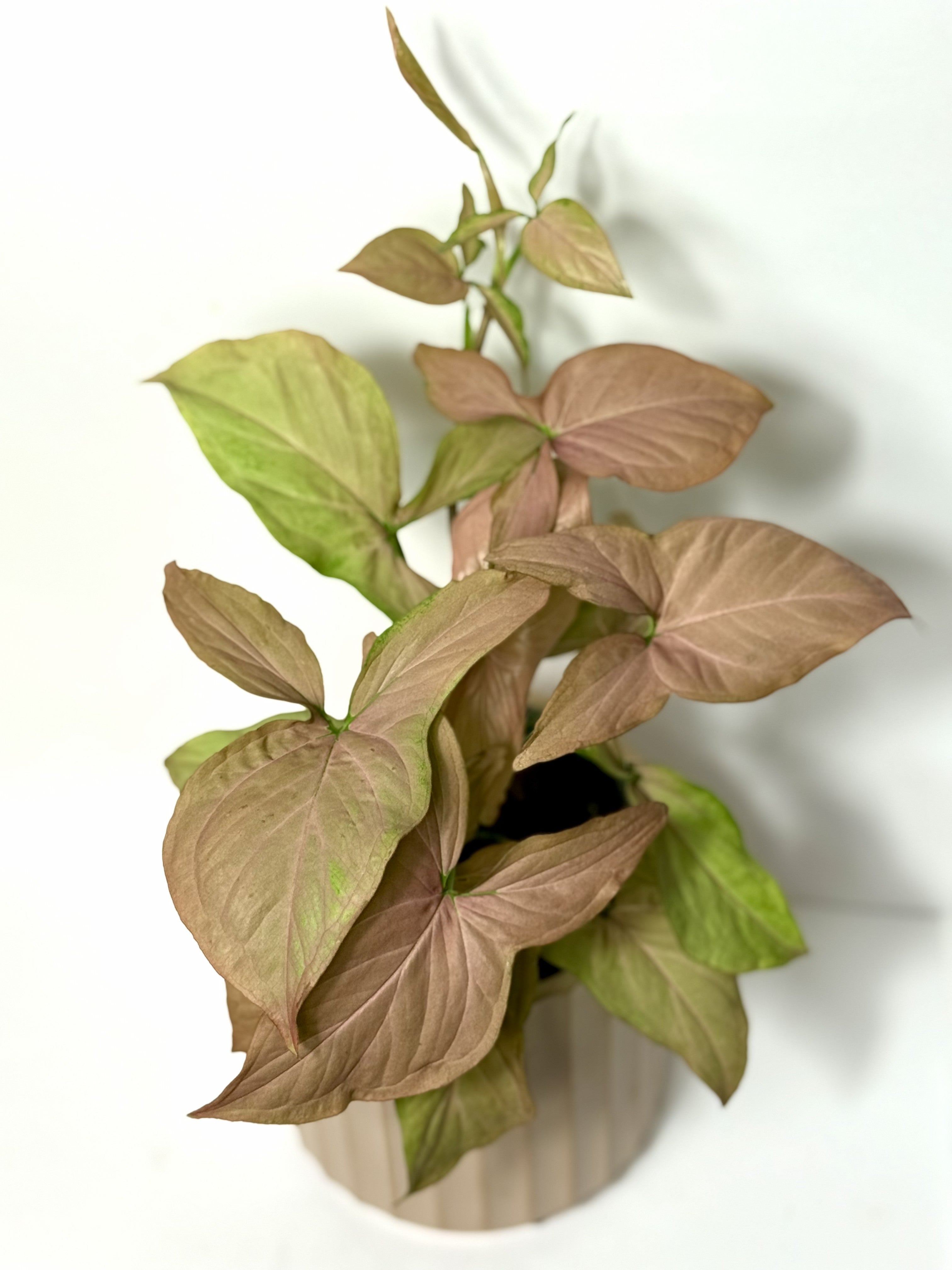 Syngonium 'Neon'