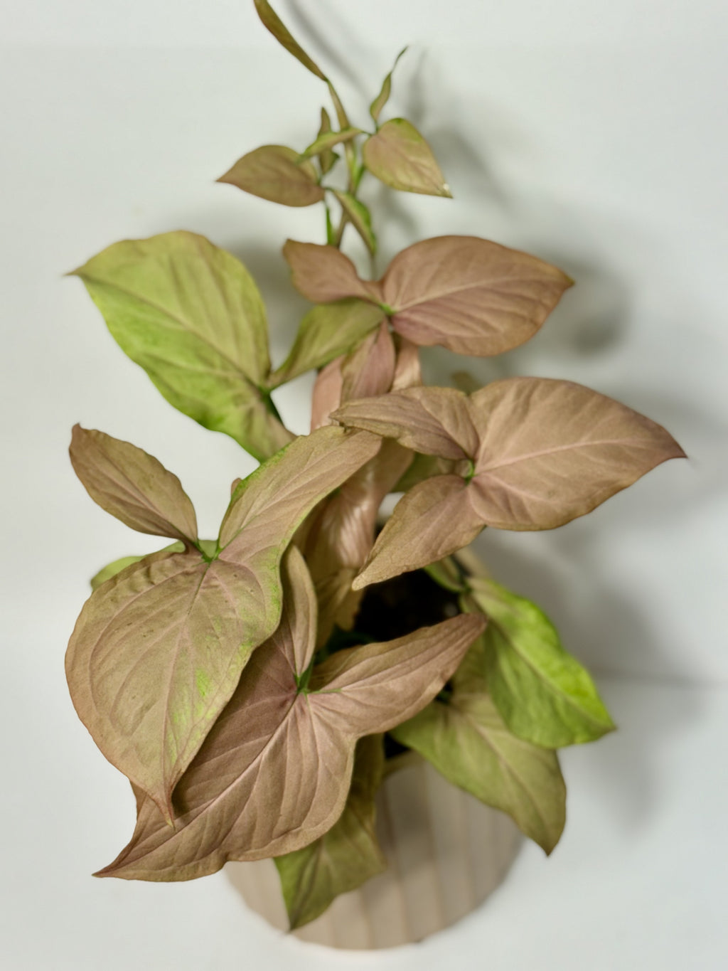 Syngonium 'Neon'