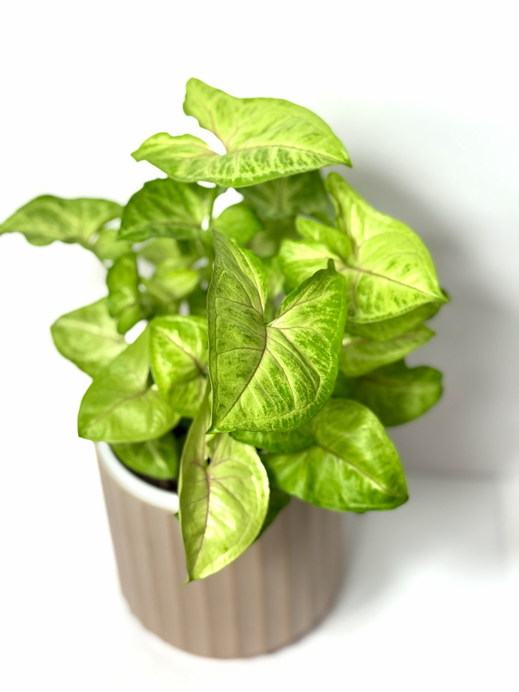 Syngonium Collection