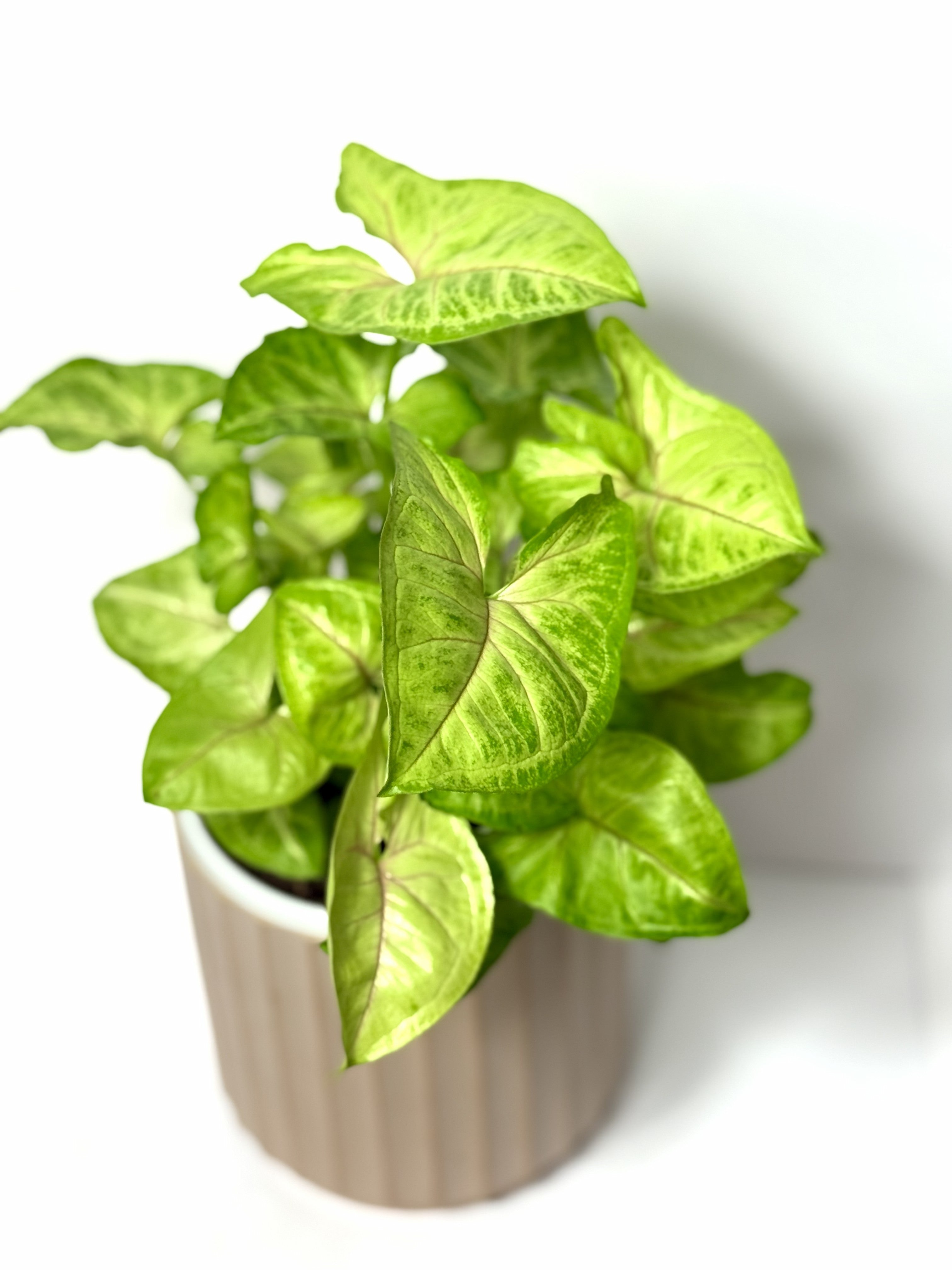 Syngonium Collection