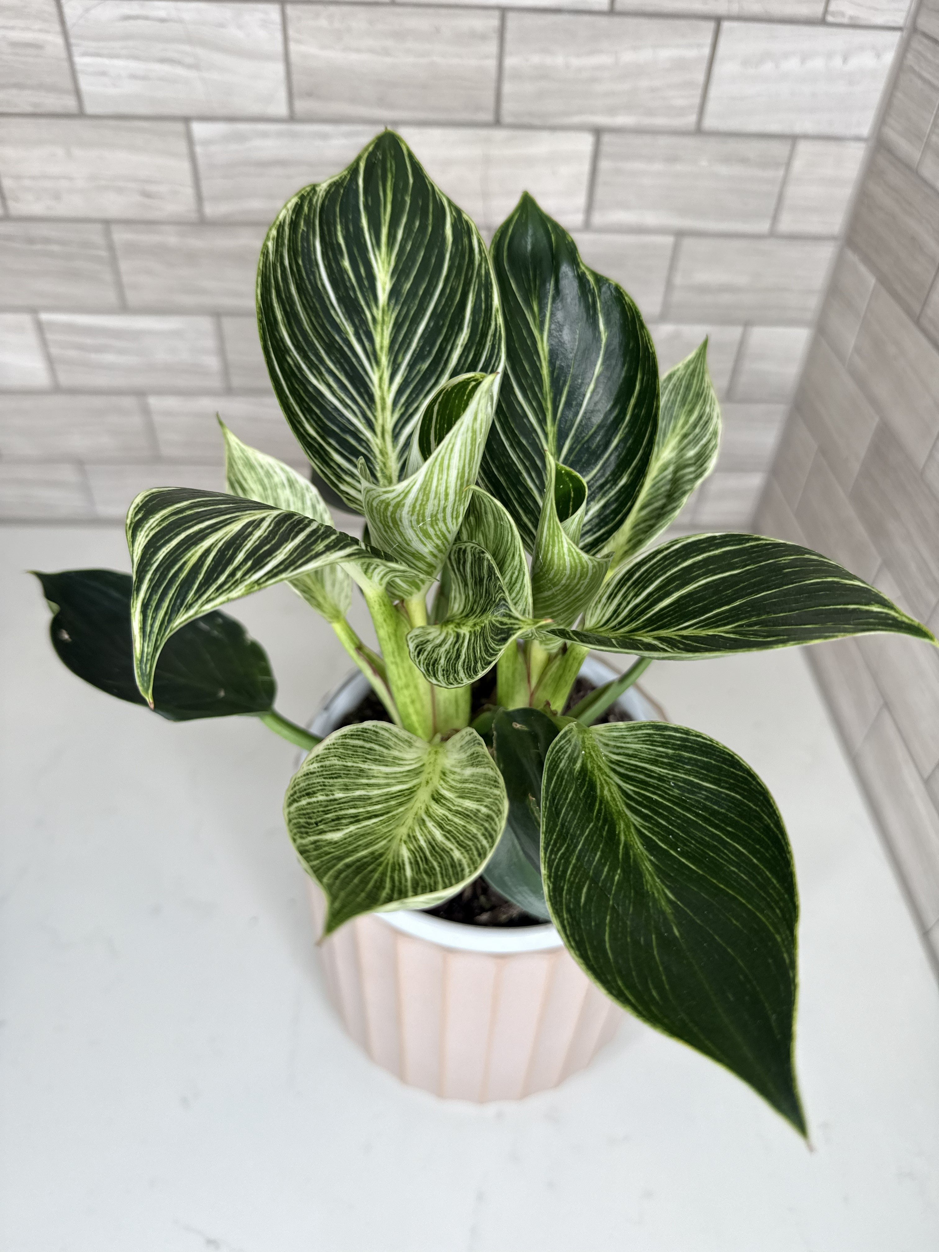 Philodendron 'Birkin'