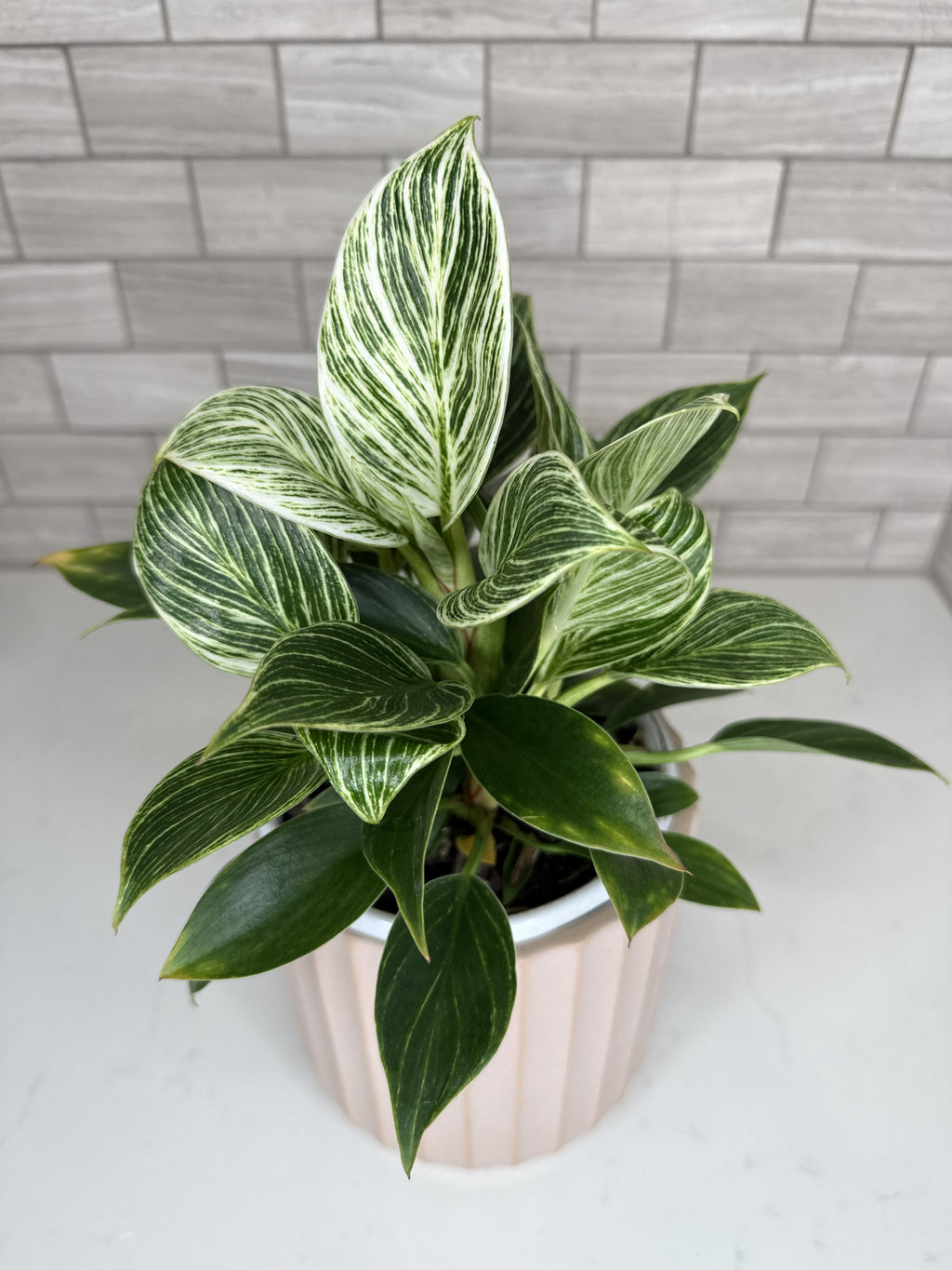Philodendron 'Birkin'