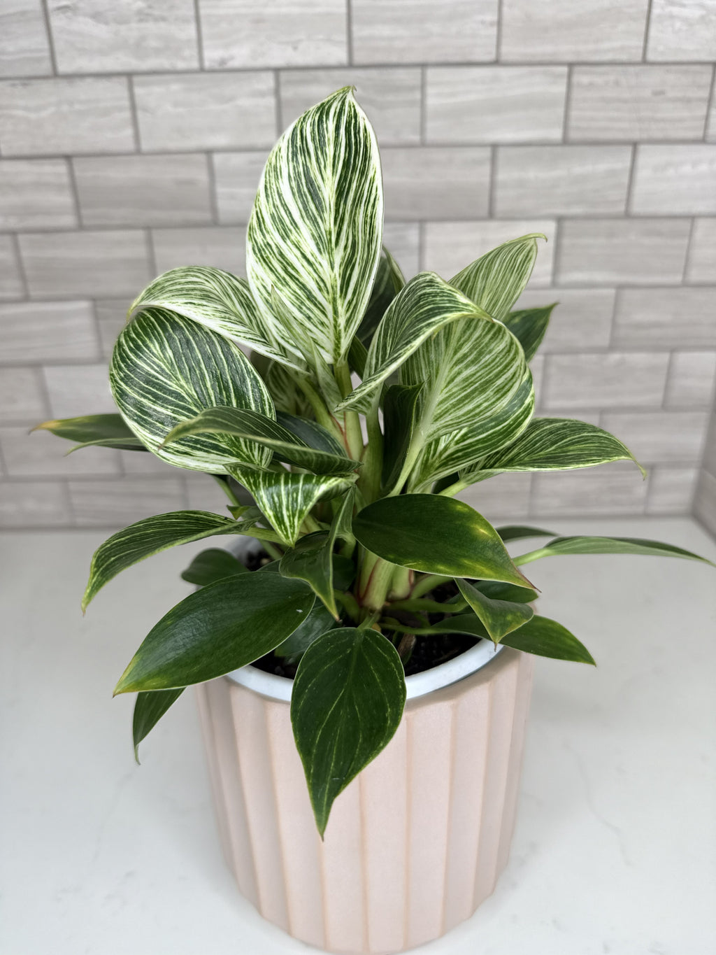 Philodendron 'Birkin'