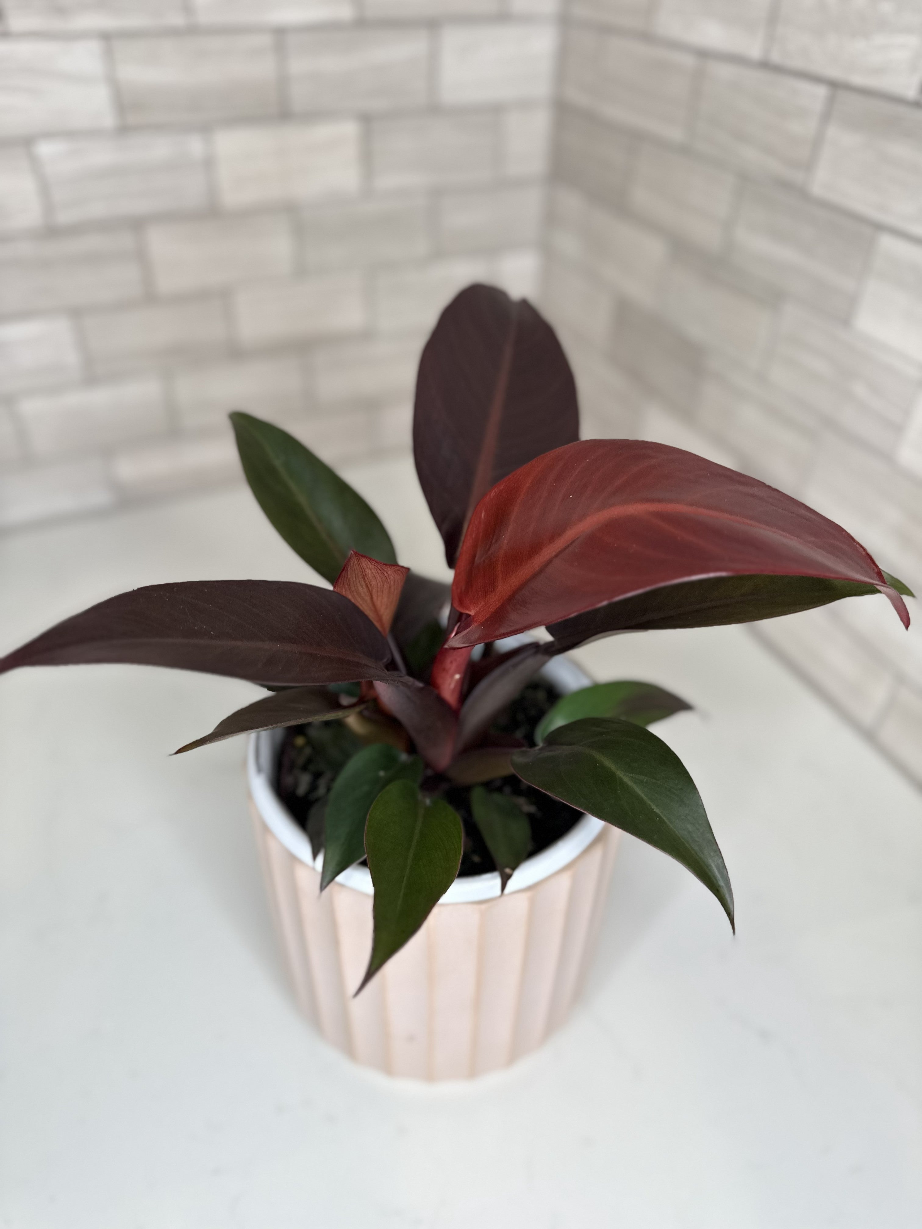 Philodendron Prince of Orange