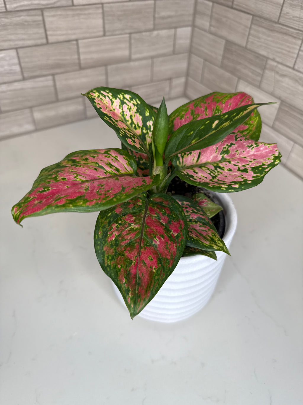 Aglaonema Lady Valentine
