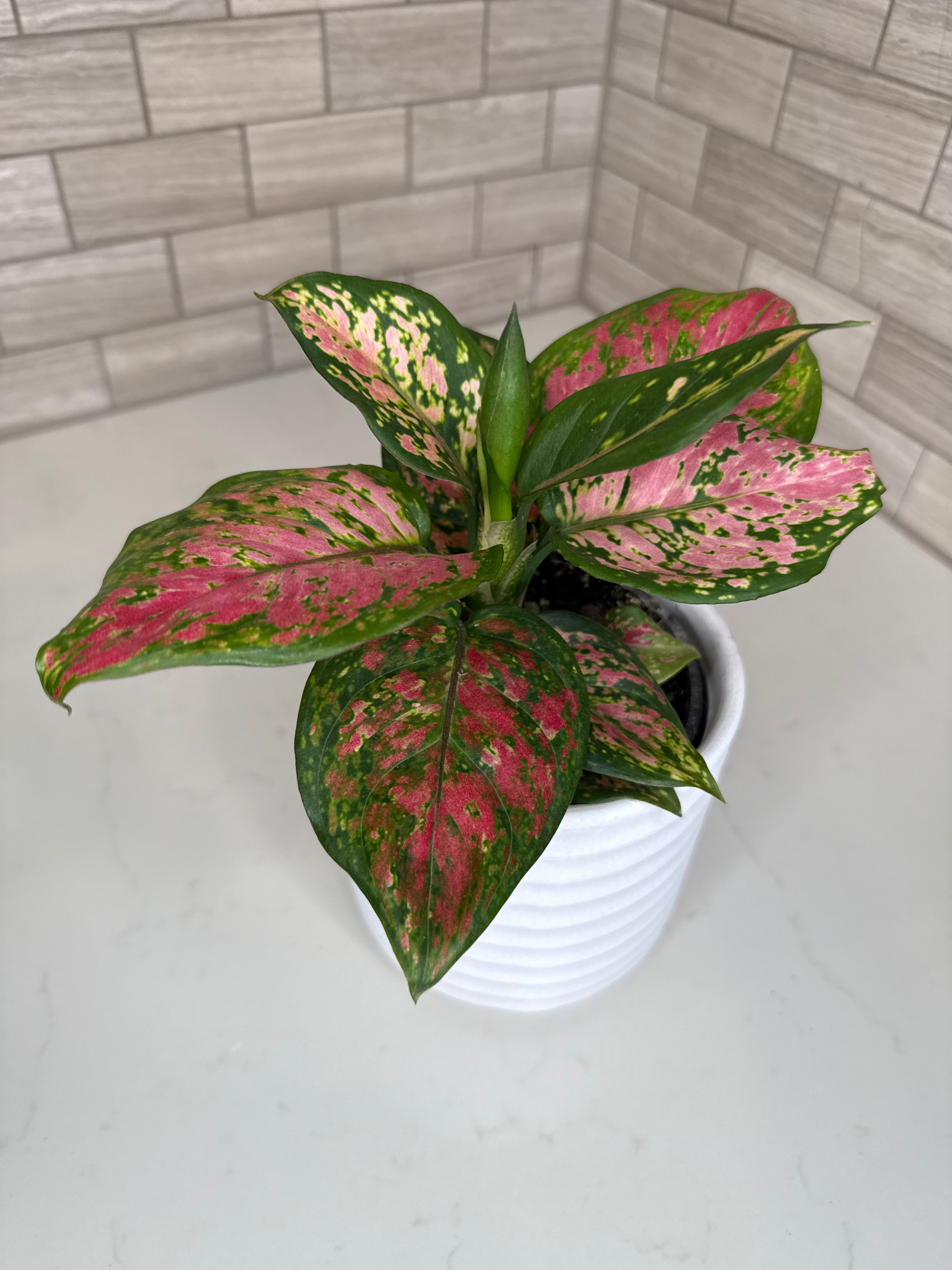 Aglaonema Lady Valentine