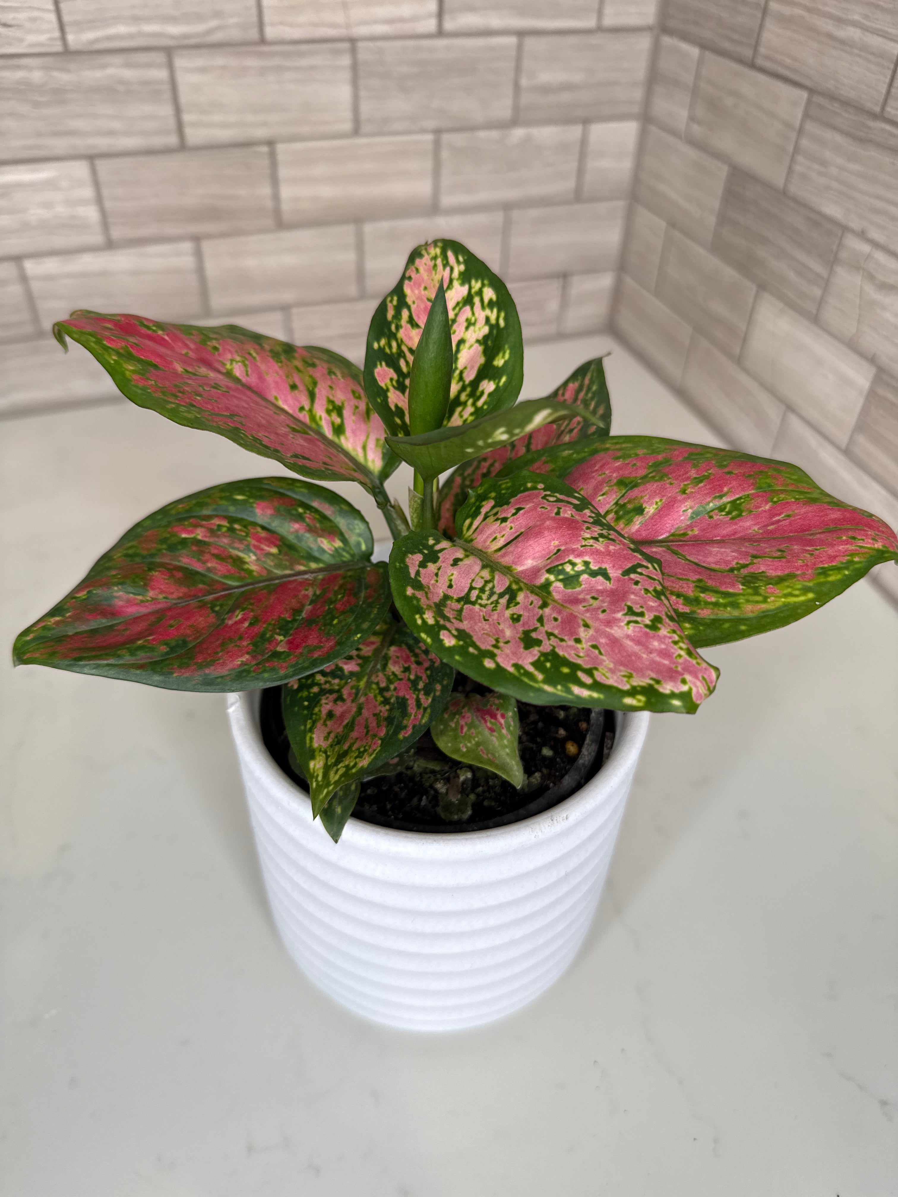 Aglaonema Lady Valentine
