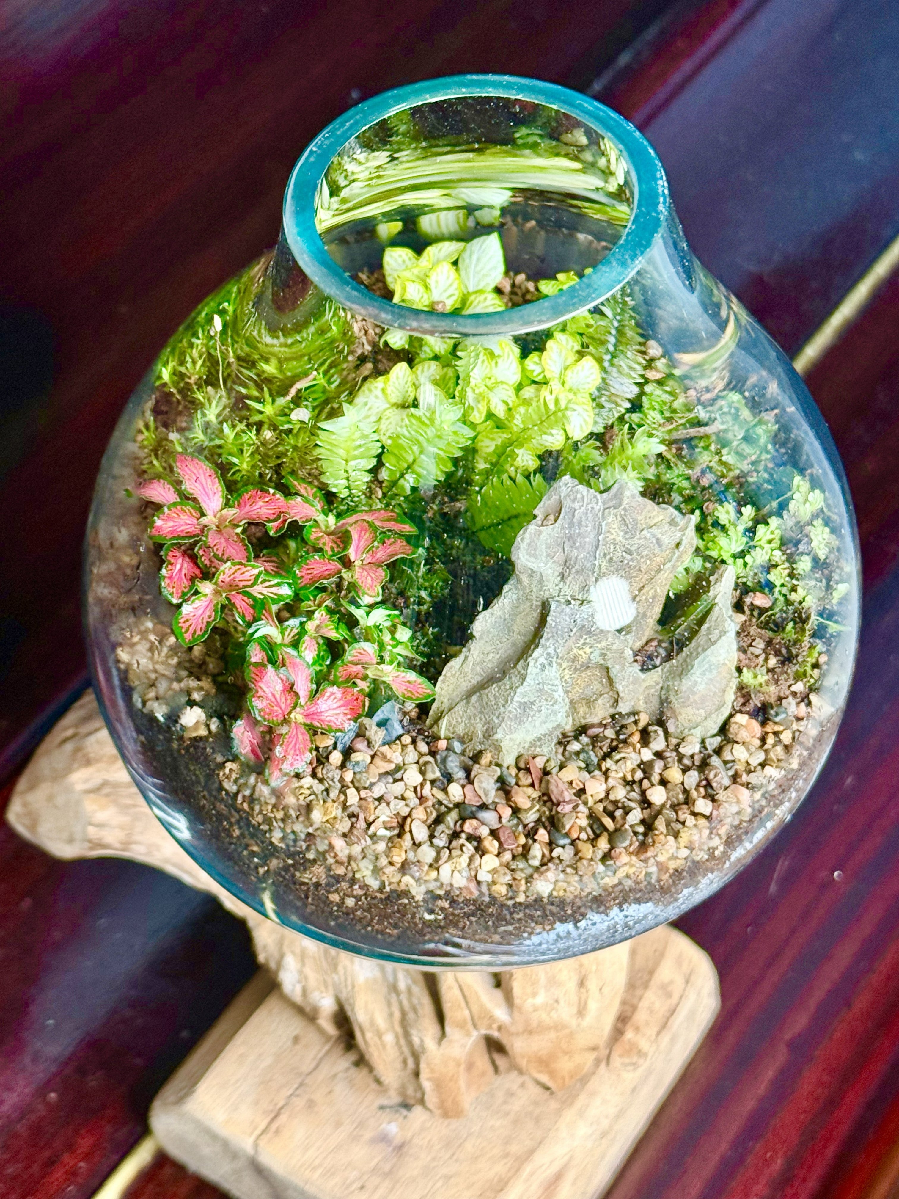 Luminary Terrarium — Living Lamp
