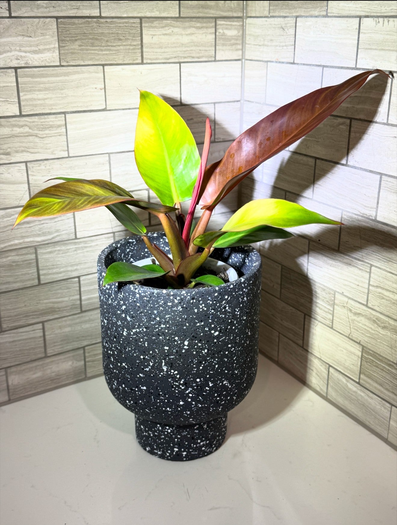 Philodendron Prince of Orange