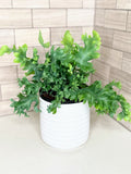 Blue Star Fern Phlebodium aureum ‘Davana’