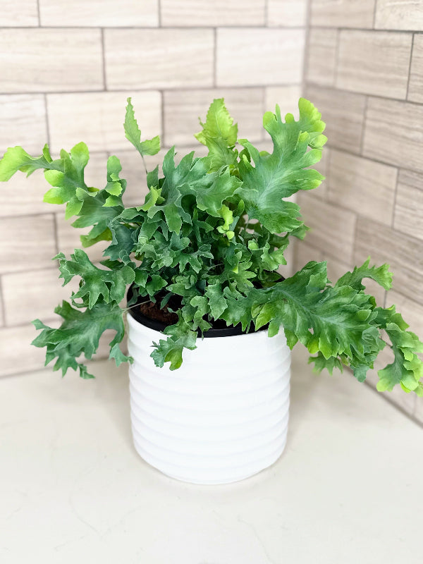 Blue Star Fern Phlebodium aureum ‘Davana’