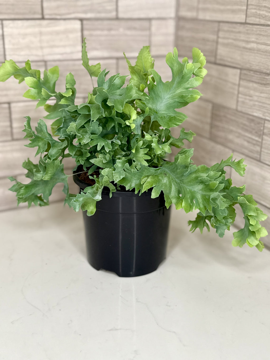 Blue Star Fern Phlebodium aureum ‘Davana’