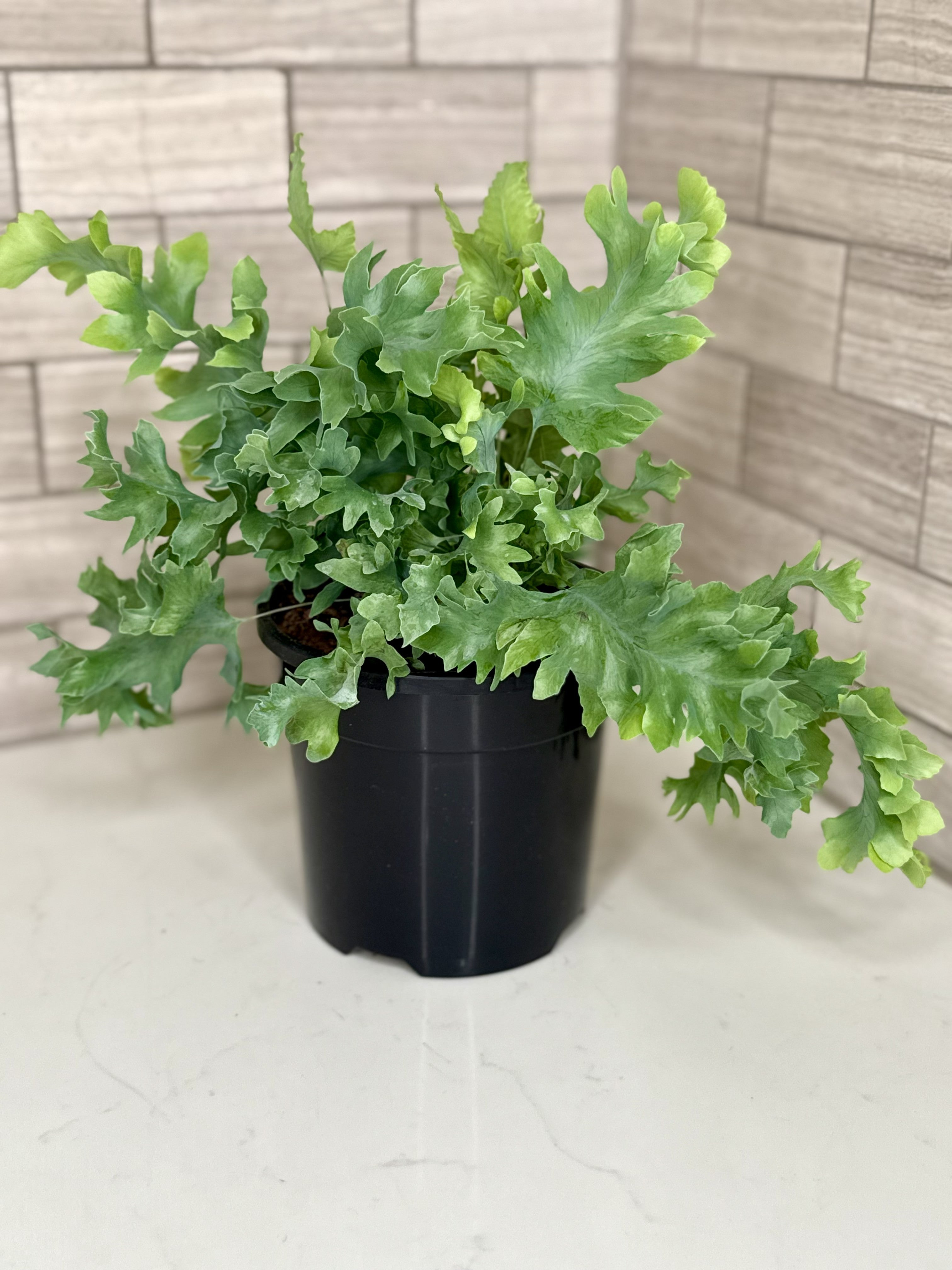 Blue Star Fern Phlebodium aureum ‘Davana’
