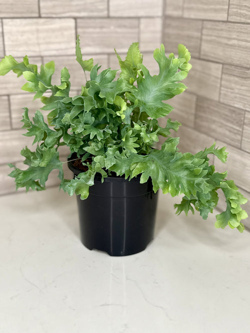 Blue Star Fern Phlebodium aureum ‘Davana’