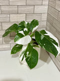 Philodendron White Princess