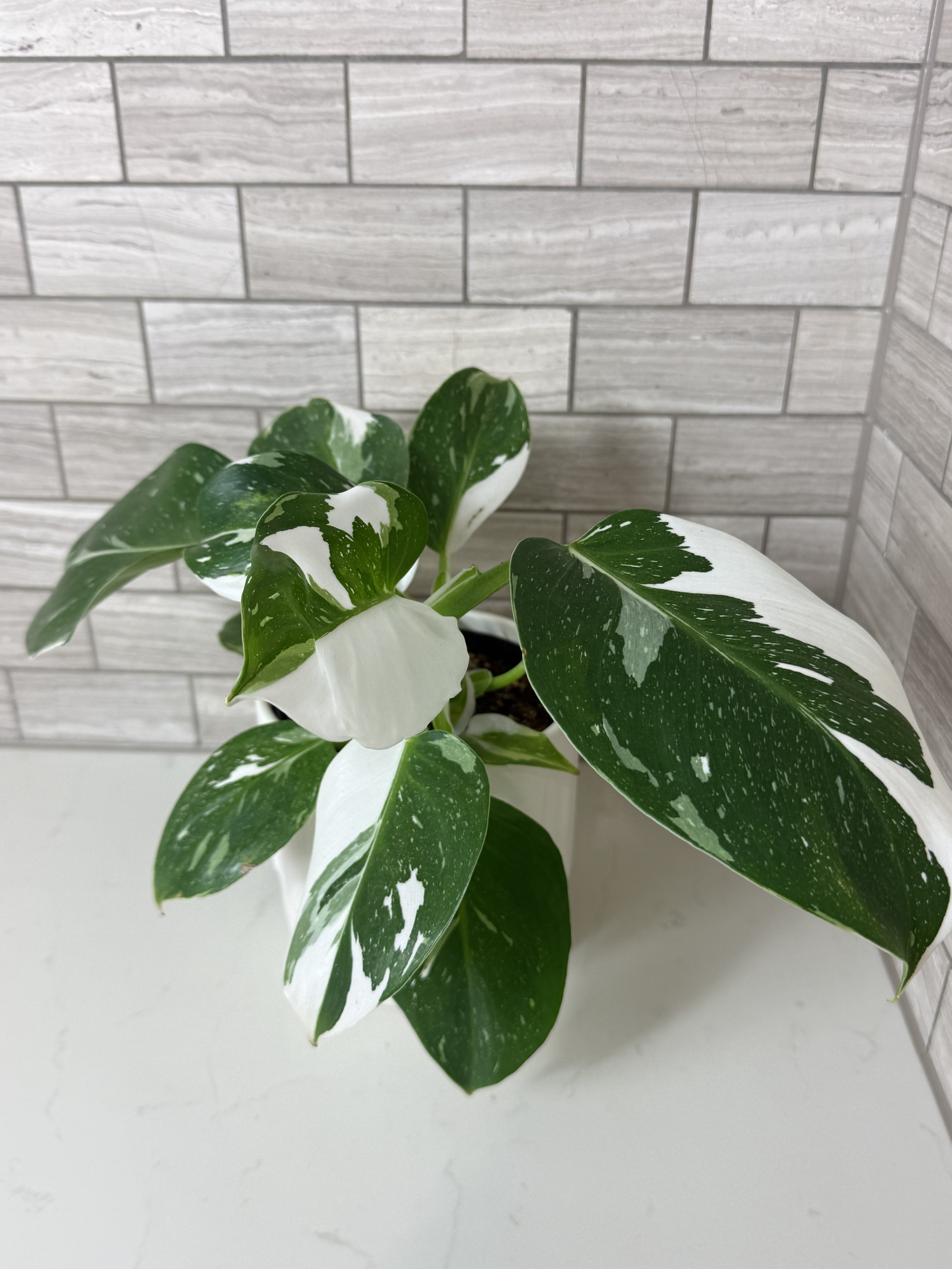 Philodendron White Princess