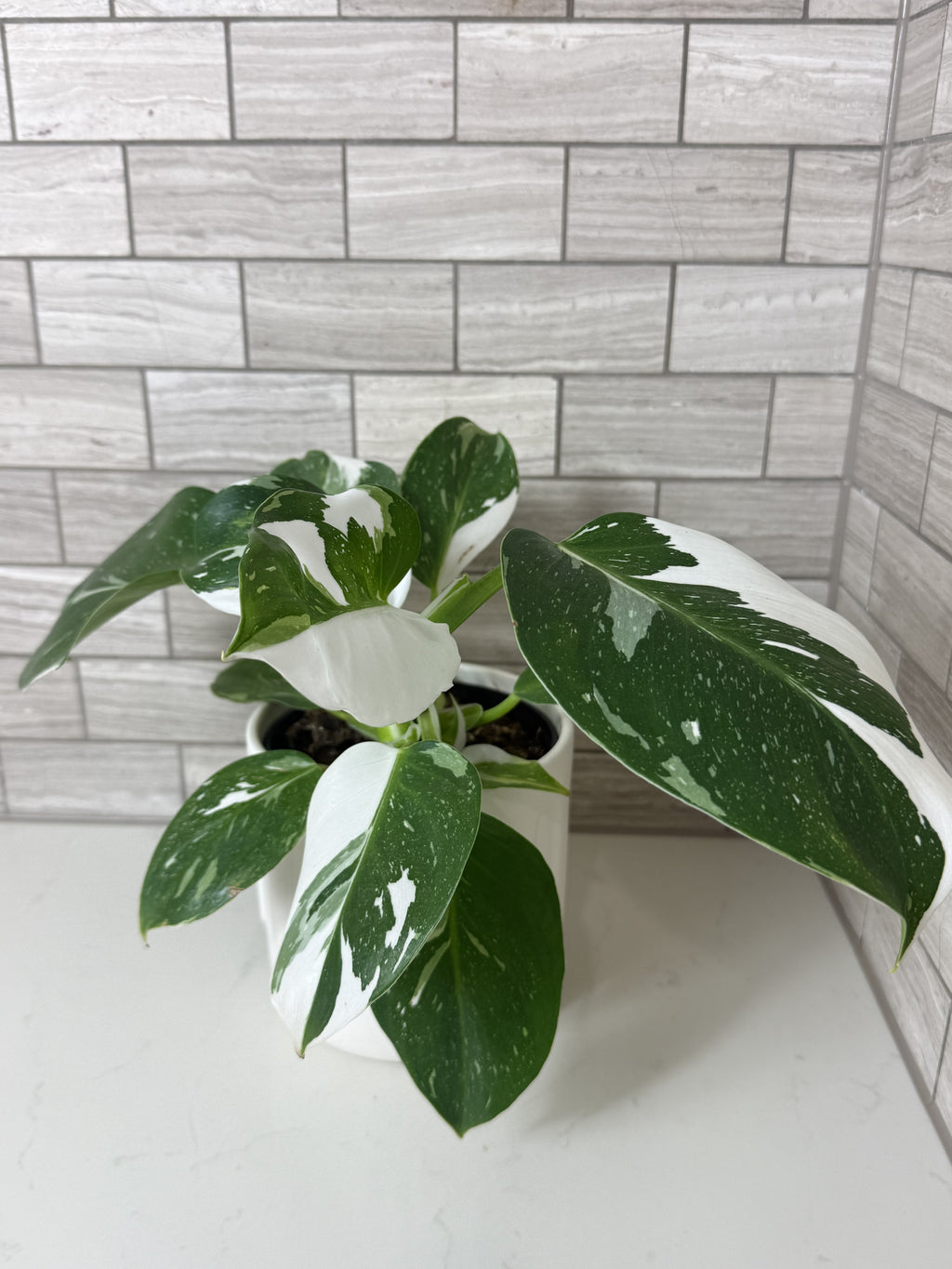 Philodendron White Princess