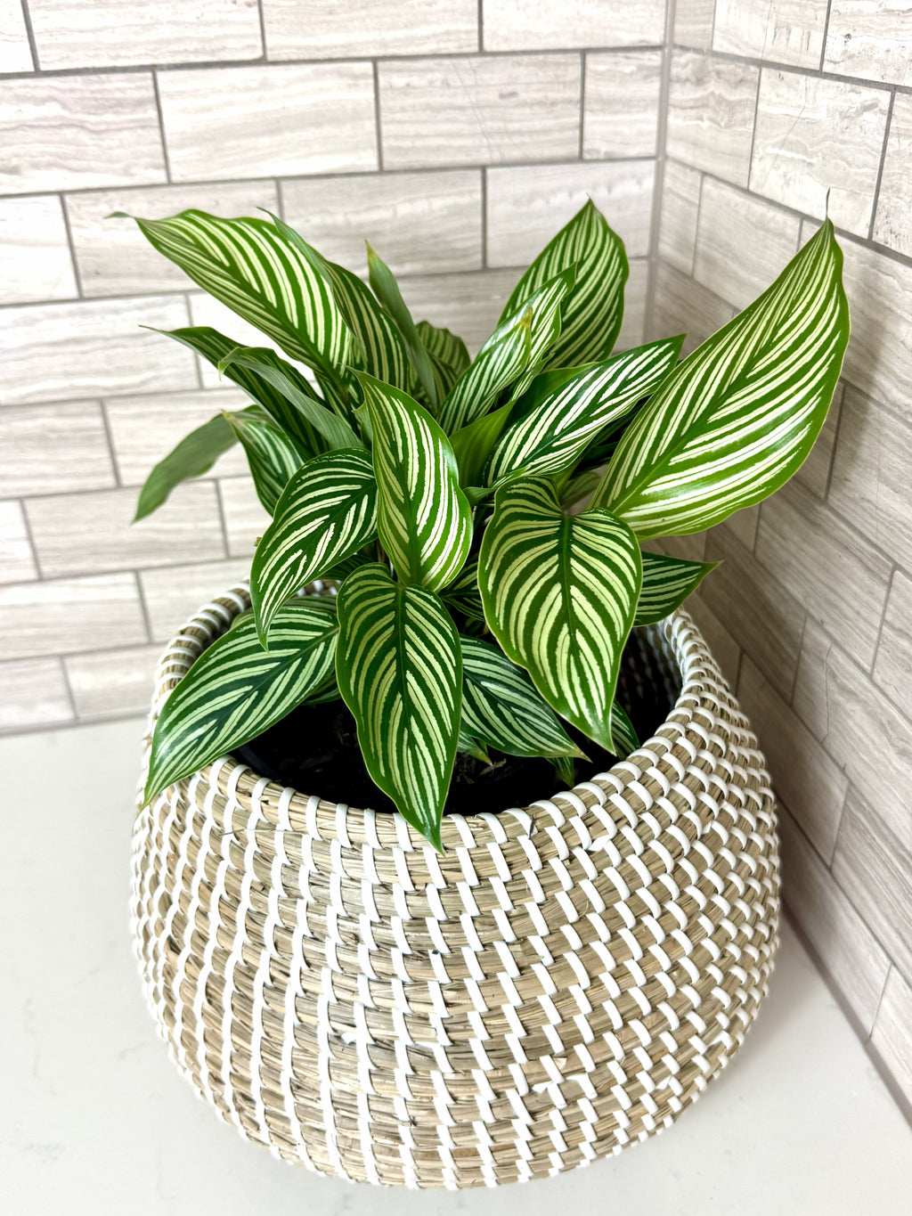 Calathea Vittata