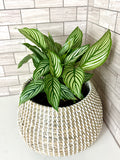 Calathea Vittata