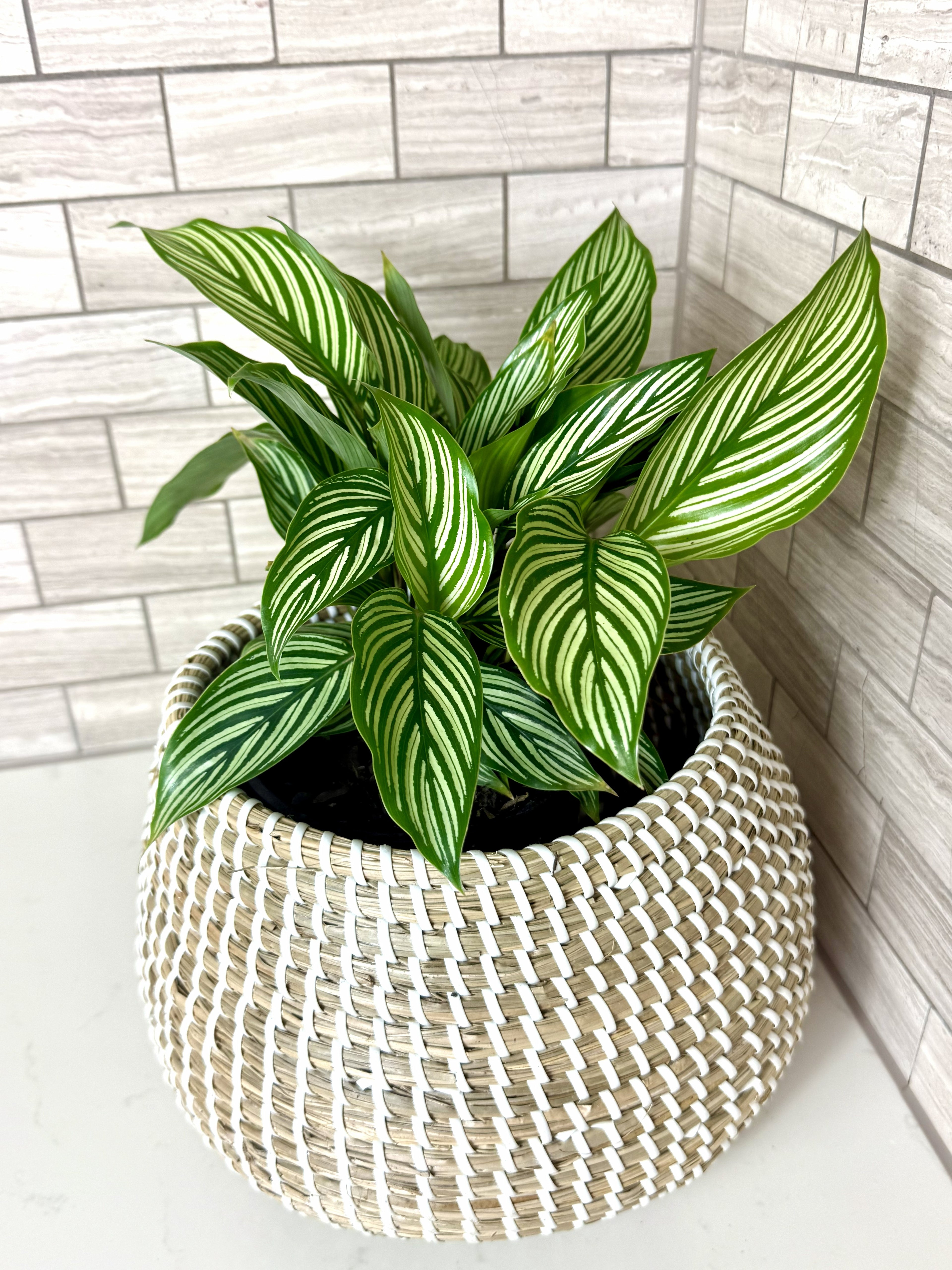 Calathea Vittata