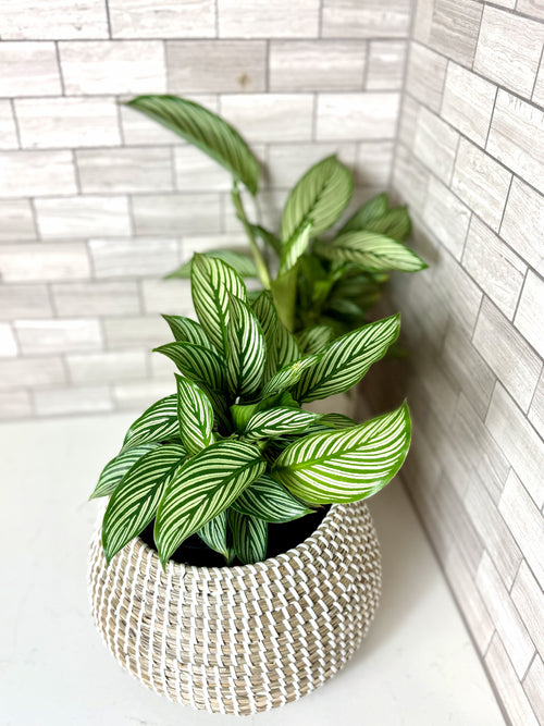 Calathea Vittata