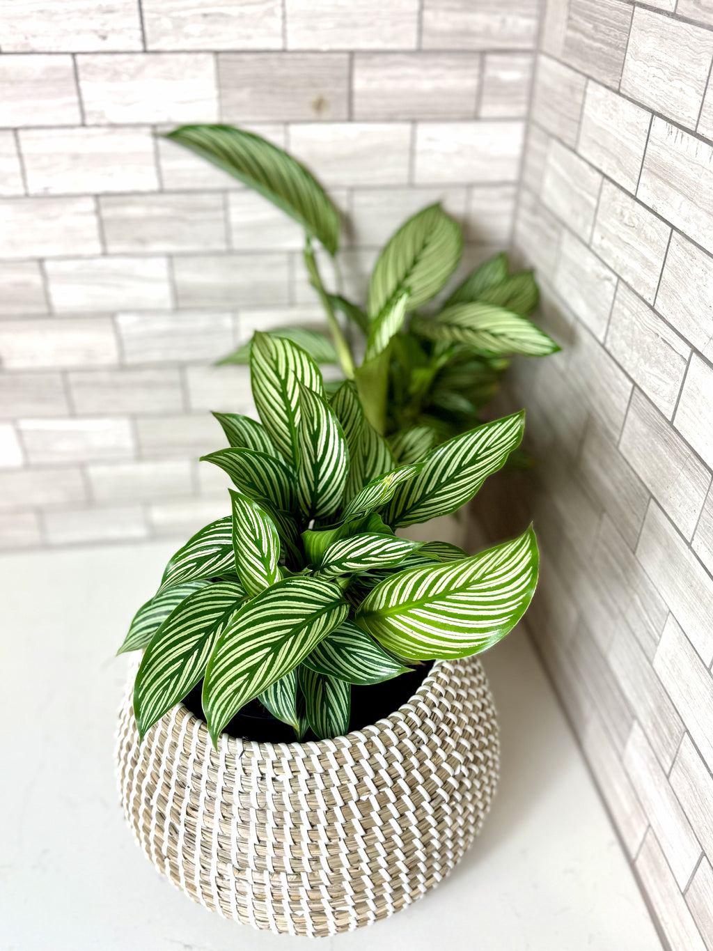 Calathea Vittata