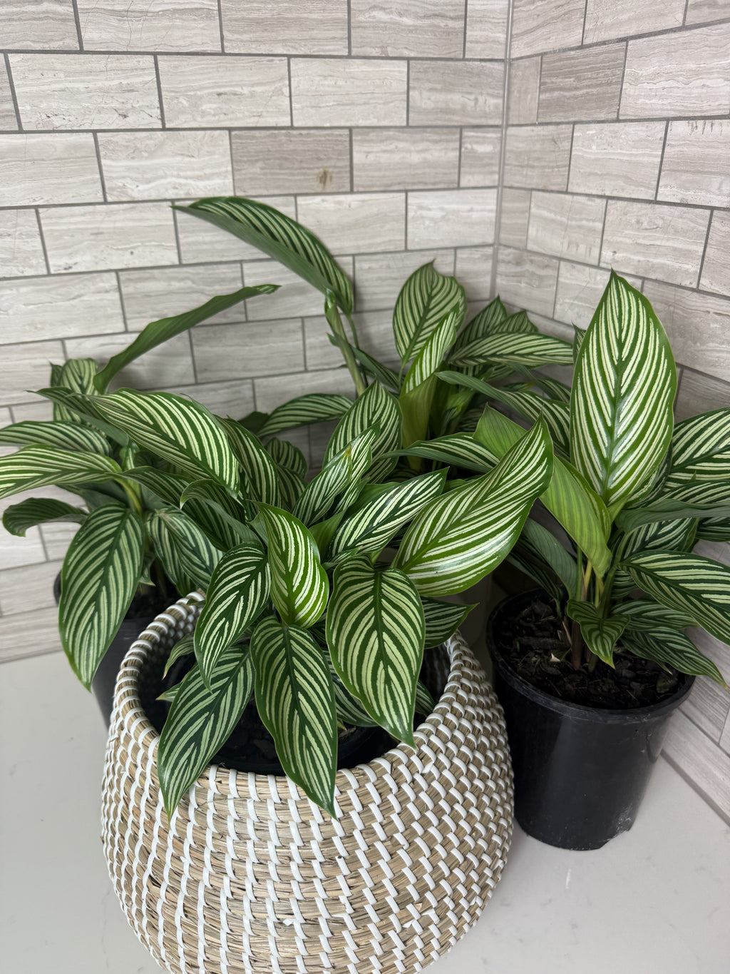 Calathea Vittata